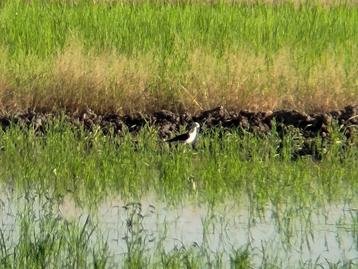 Black-winged Stilt - ML633715760