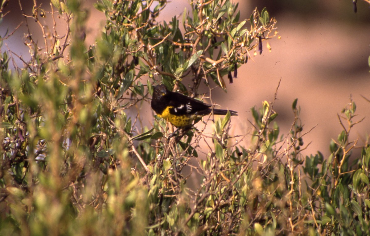 Black-backed Grosbeak - ML633715763