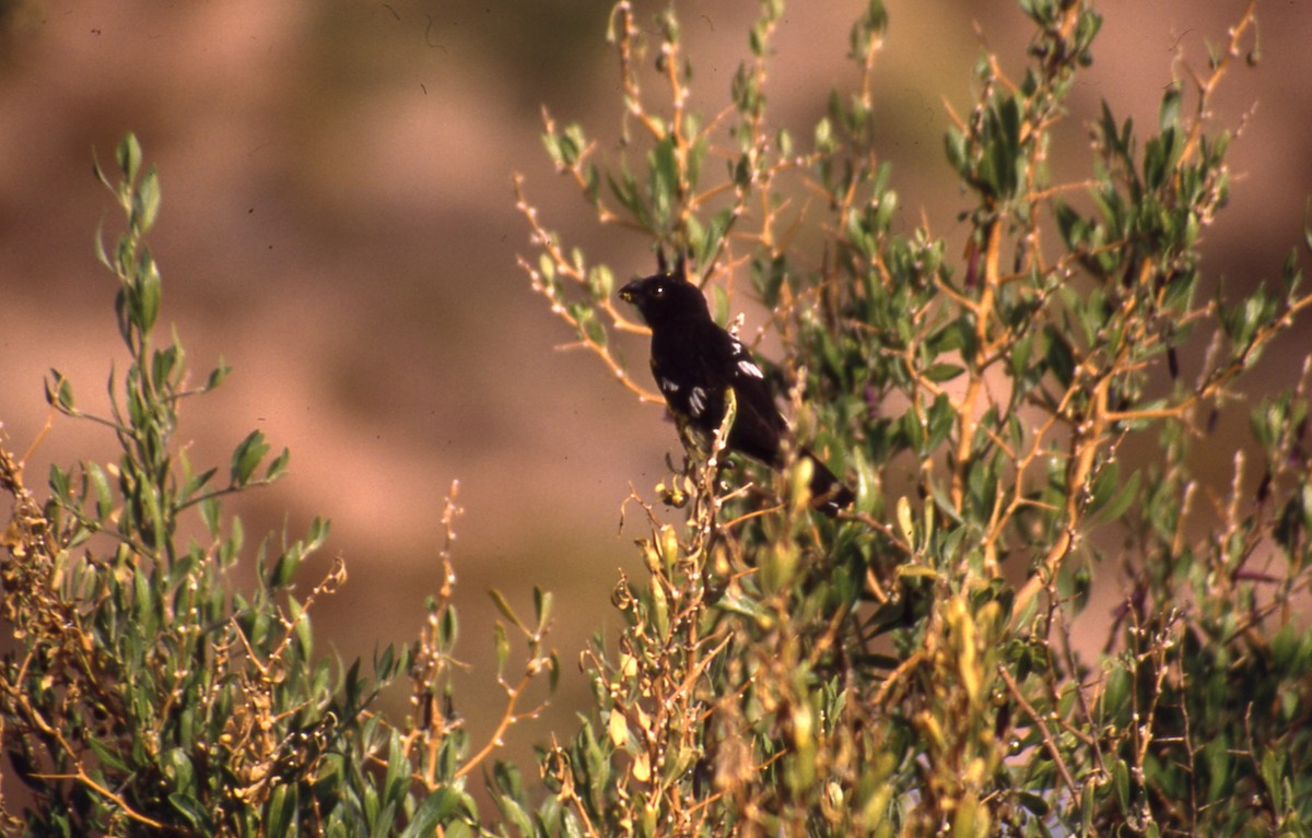 Black-backed Grosbeak - ML633715770