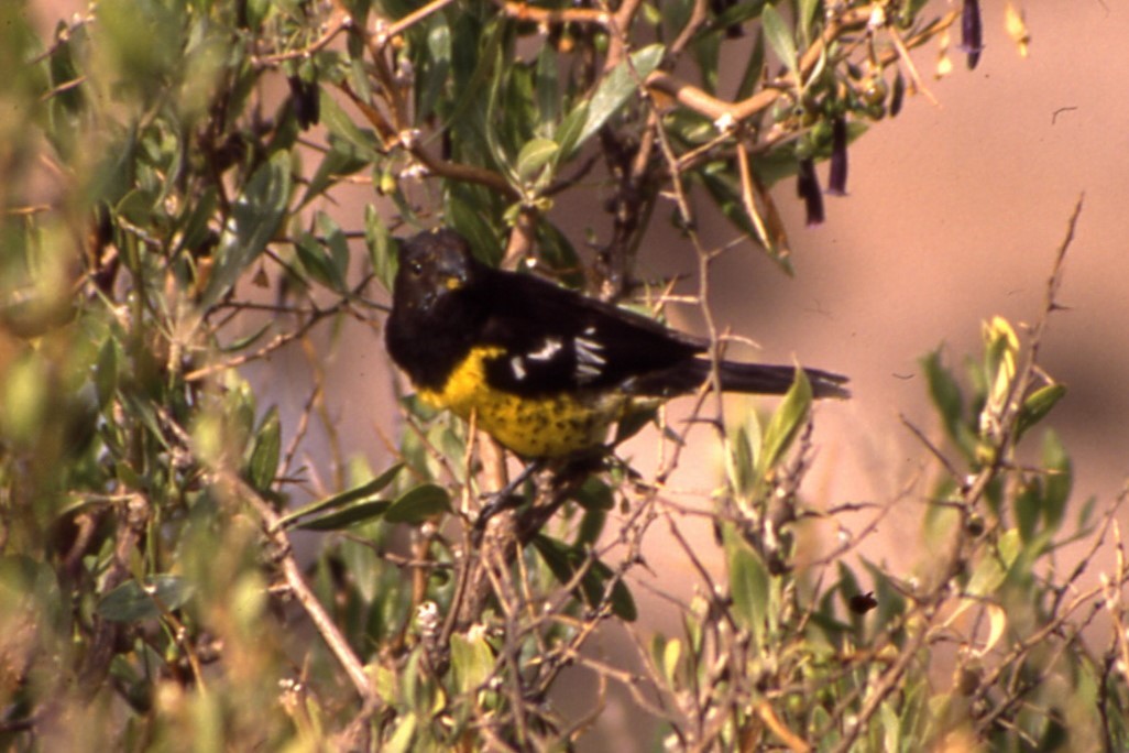 Black-backed Grosbeak - ML633715773