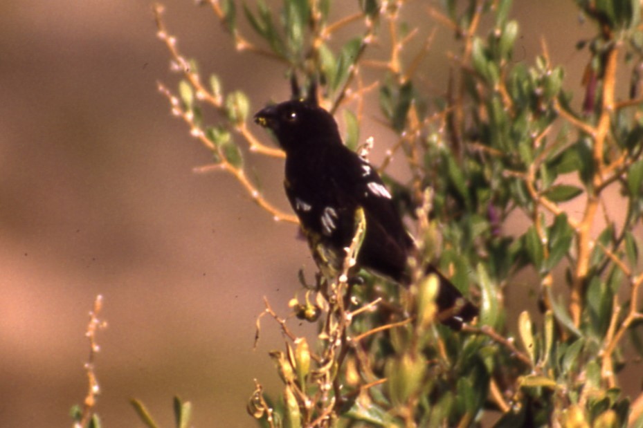 Black-backed Grosbeak - ML633715776