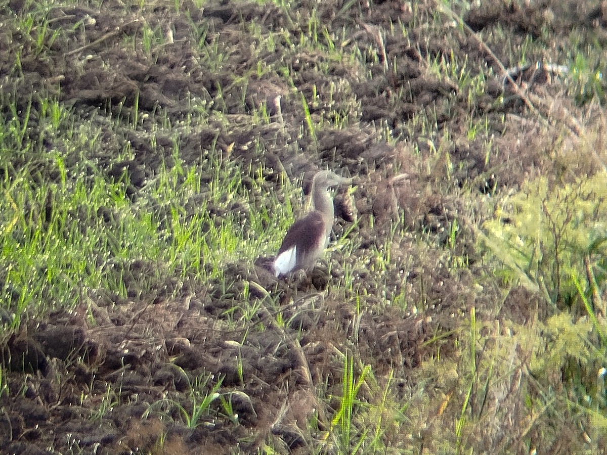 Indian Pond-Heron - ML633715787