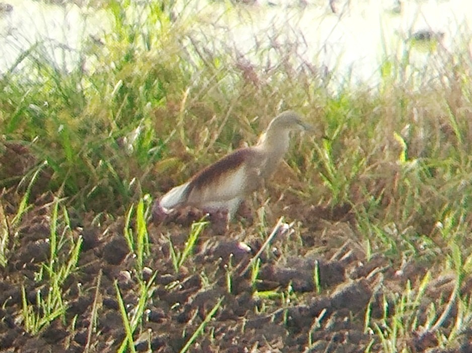 Indian Pond-Heron - ML633715788