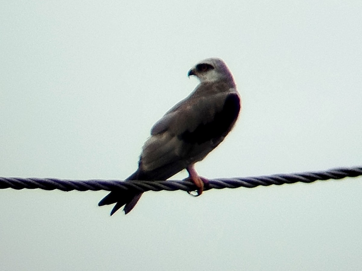 Black-winged Kite - ML633715797