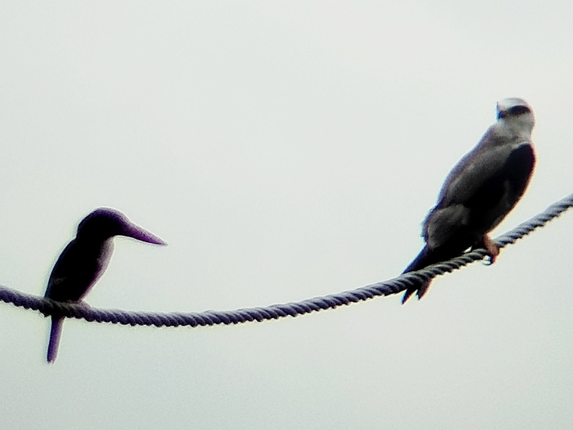 White-throated Kingfisher - ML633715830