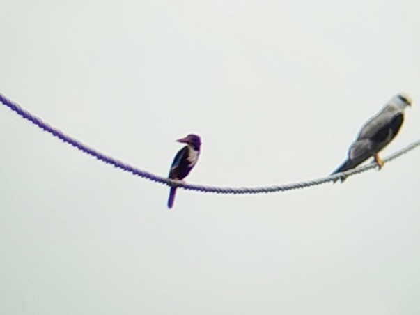 White-throated Kingfisher - ML633715831