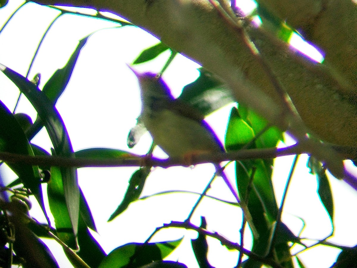 Common Tailorbird - ML633715856