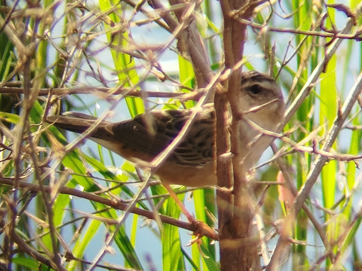 Pallas's Grasshopper Warbler - ML633715966