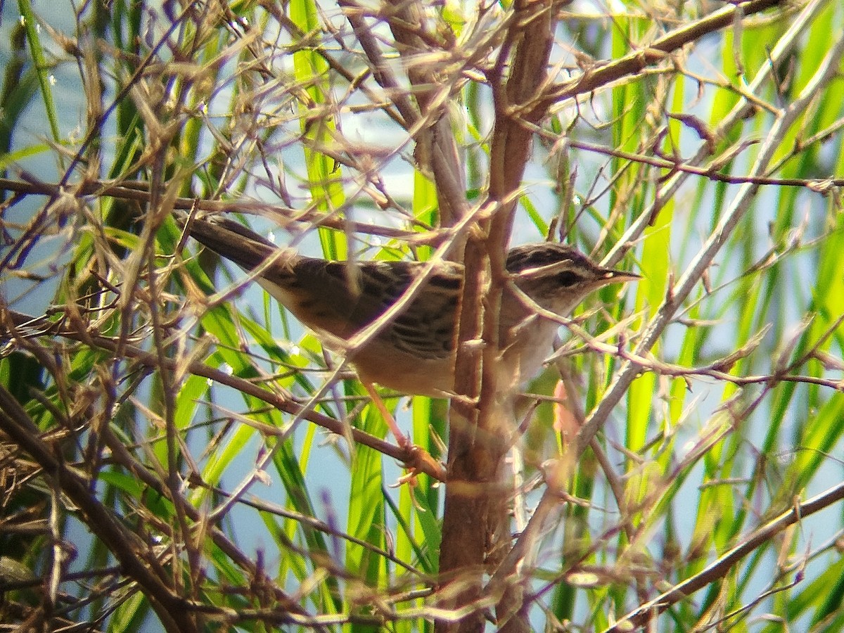 Pallas's Grasshopper Warbler - ML633715967