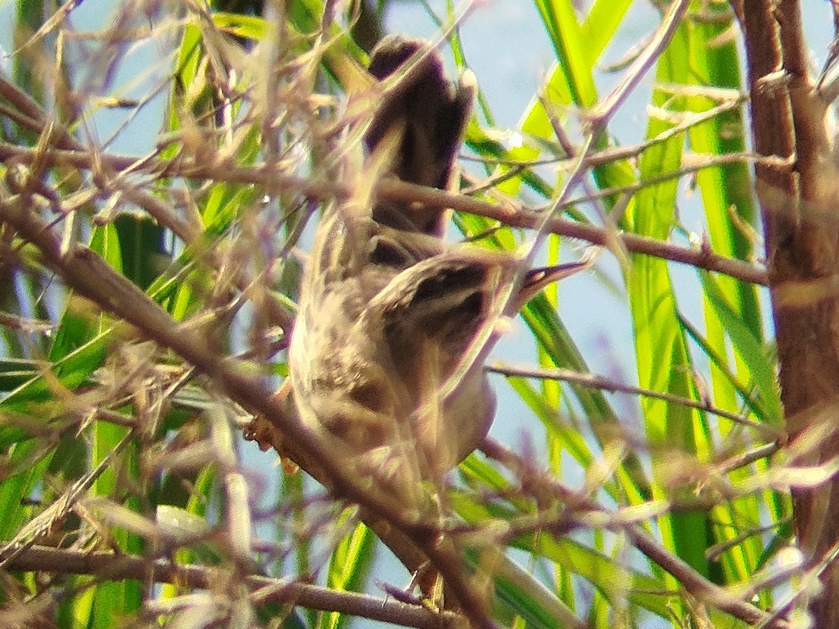 Pallas's Grasshopper Warbler - ML633716001