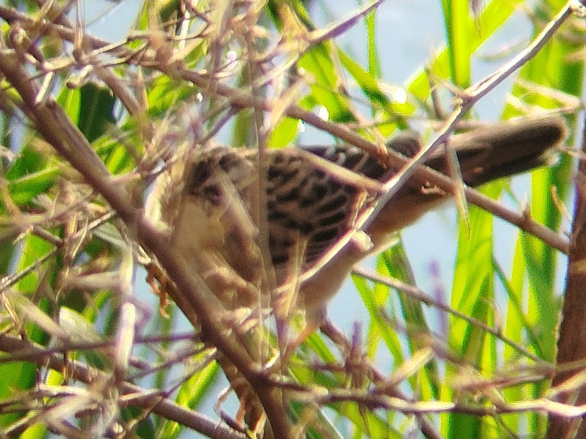 Pallas's Grasshopper Warbler - ML633716002