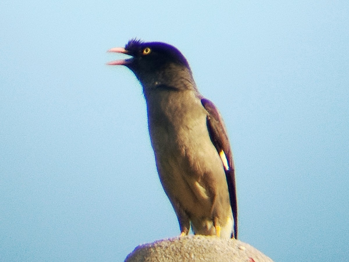 Jungle Myna - ML633716028