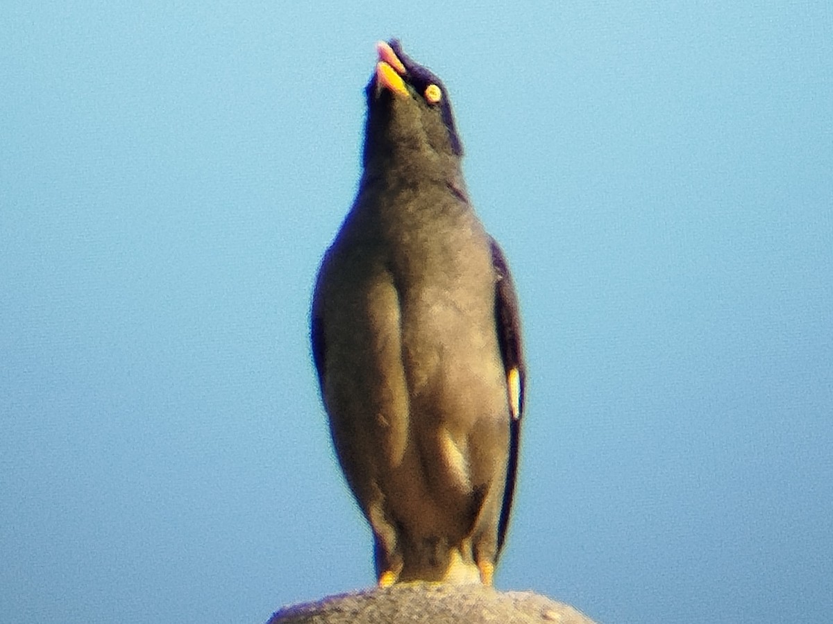 Jungle Myna - ML633716029