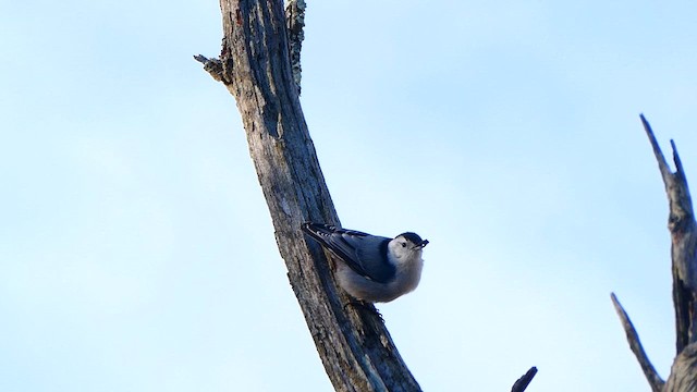 White-breasted Nuthatch - ML633716053