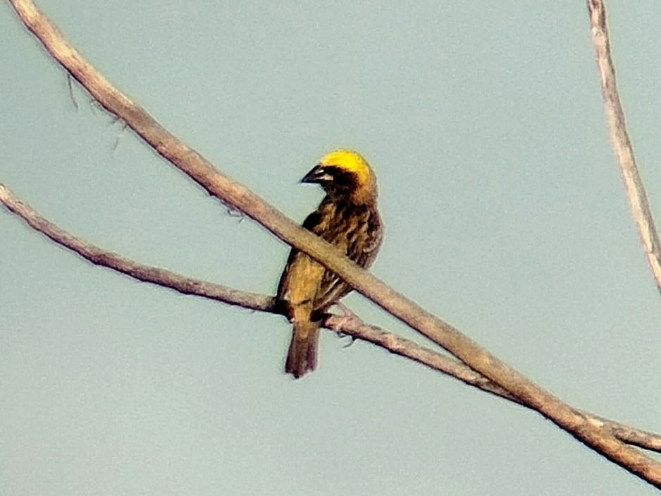 Baya Weaver - ML633716054