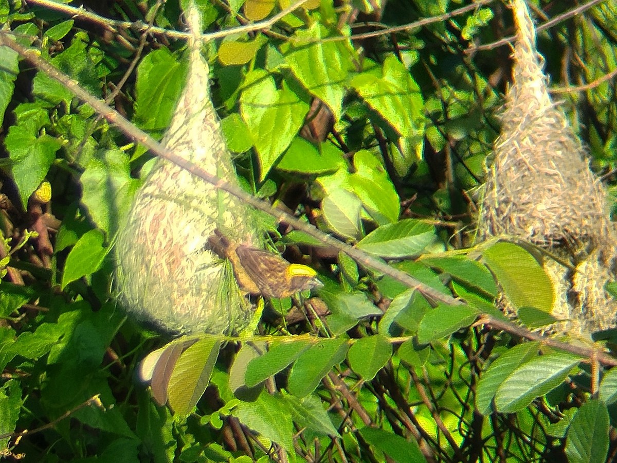 Baya Weaver - ML633716055