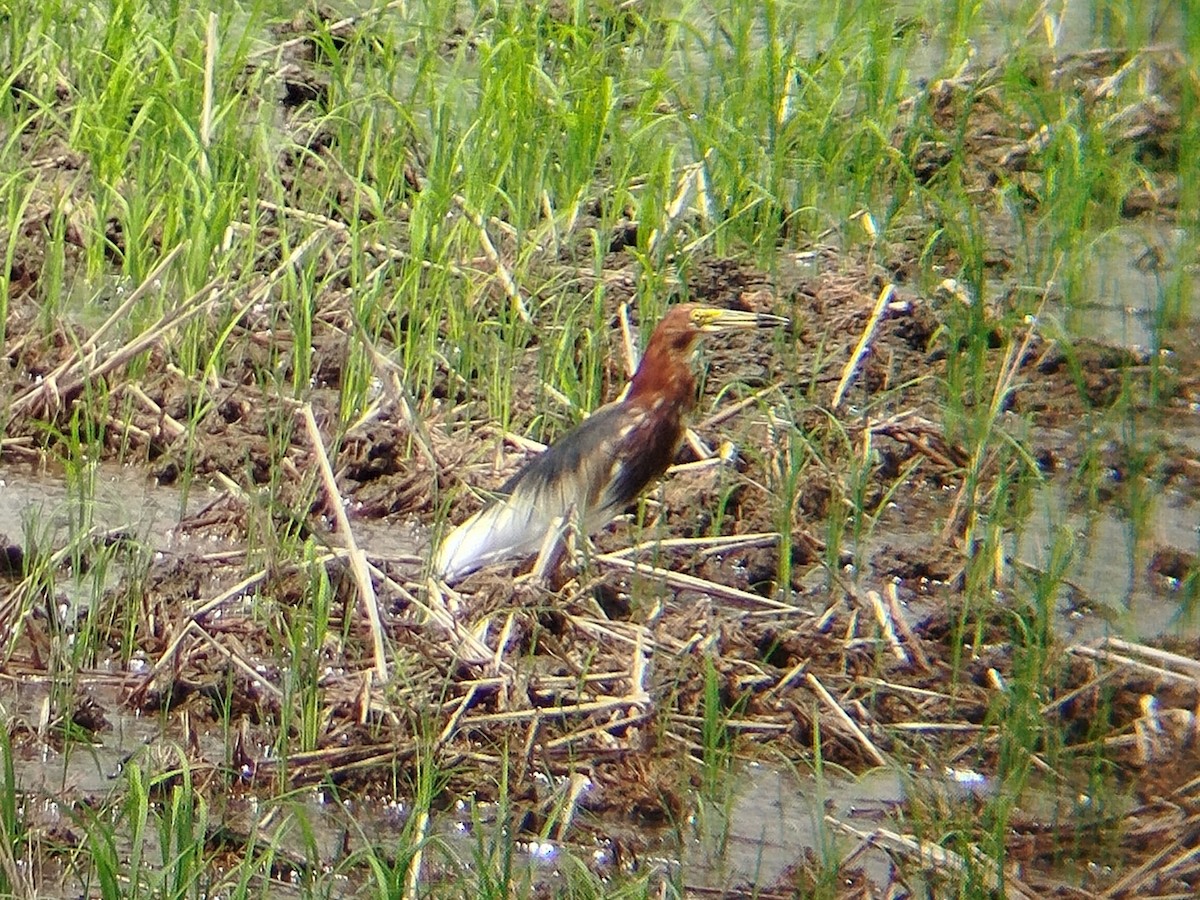 Chinese Pond-Heron - ML633716102