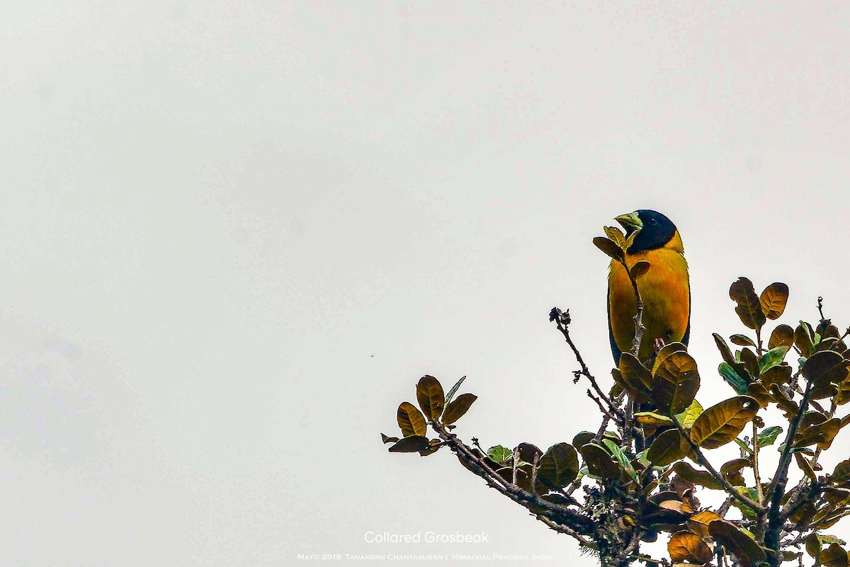 Collared Grosbeak - ML633716125