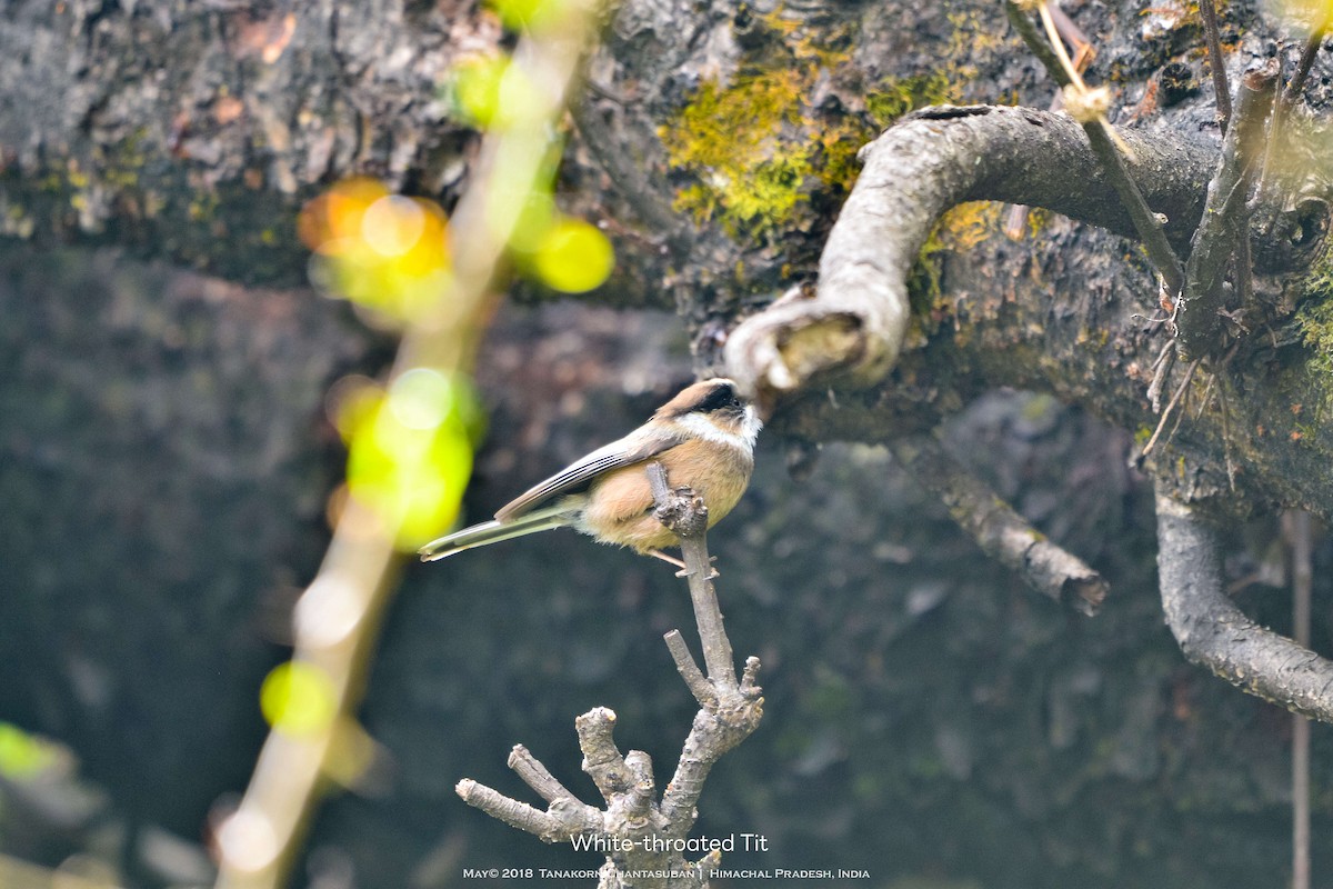 White-throated Tit - ML633716150