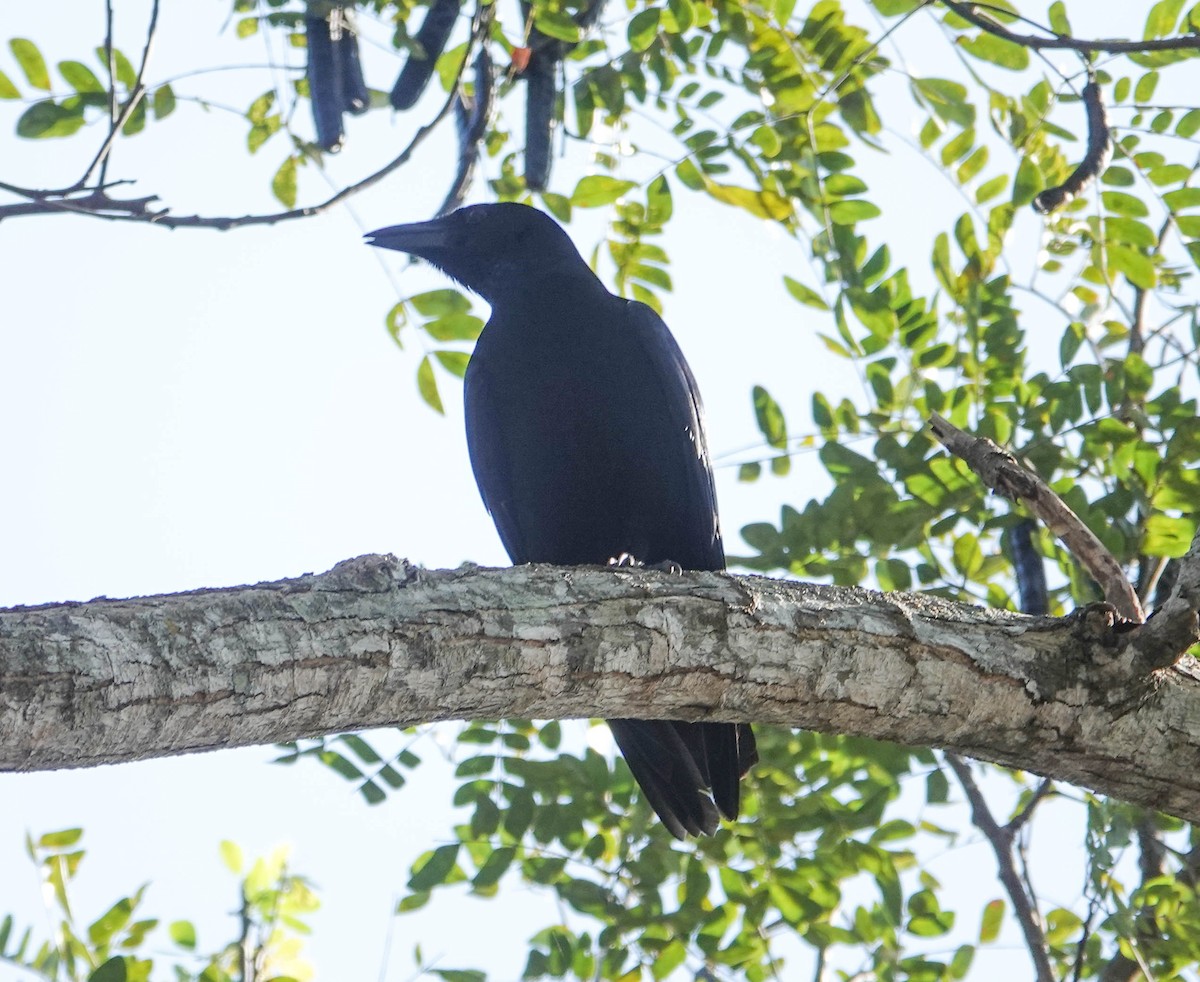Cuban Palm-Crow - ML633716420