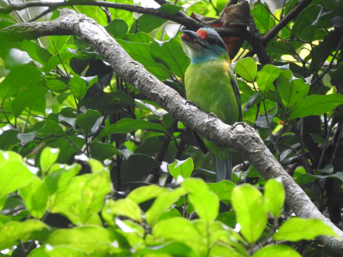 Turquoise-throated Barbet - ML633716422
