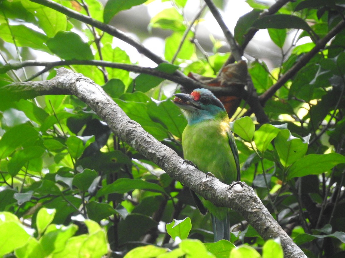 Turquoise-throated Barbet - ML633716423