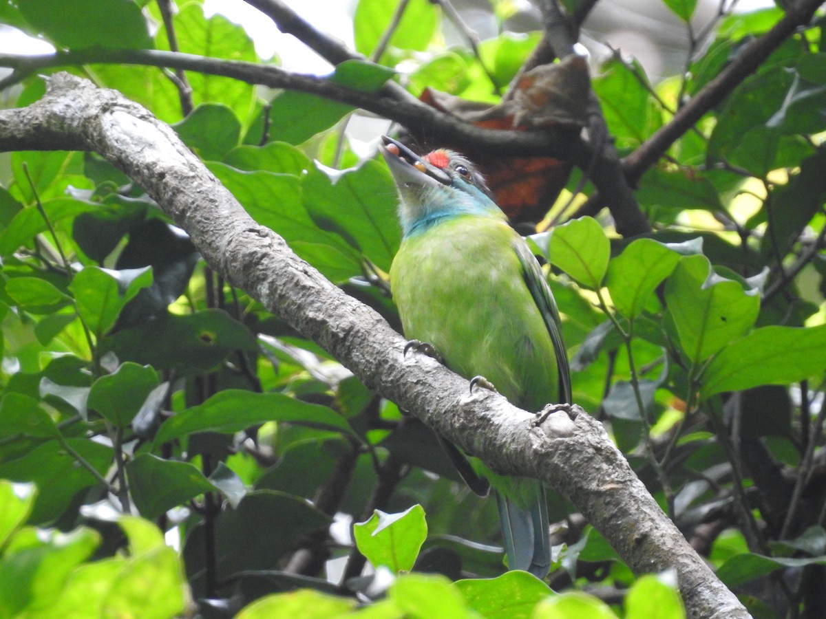 Turquoise-throated Barbet - ML633716424