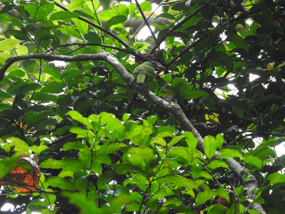 Turquoise-throated Barbet - ML633716426