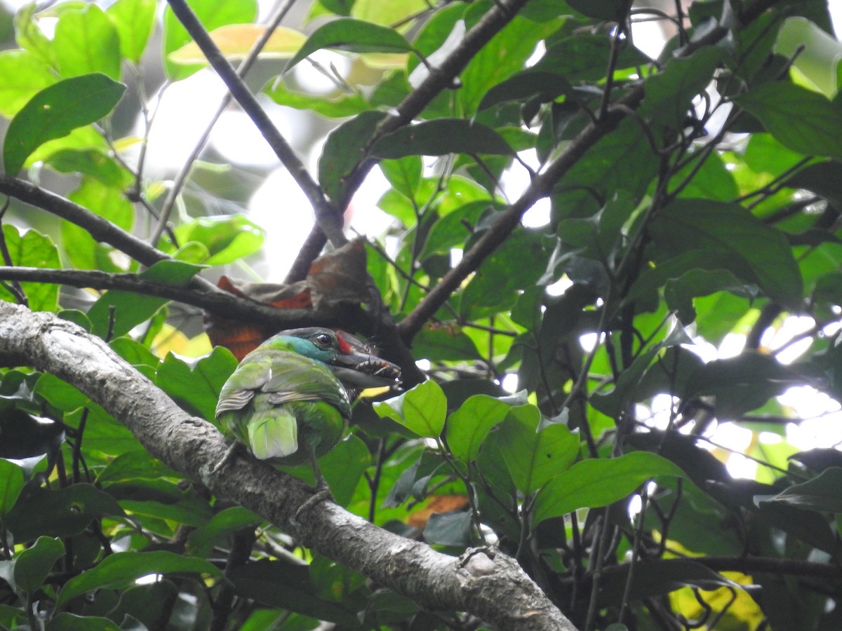Turquoise-throated Barbet - ML633716427