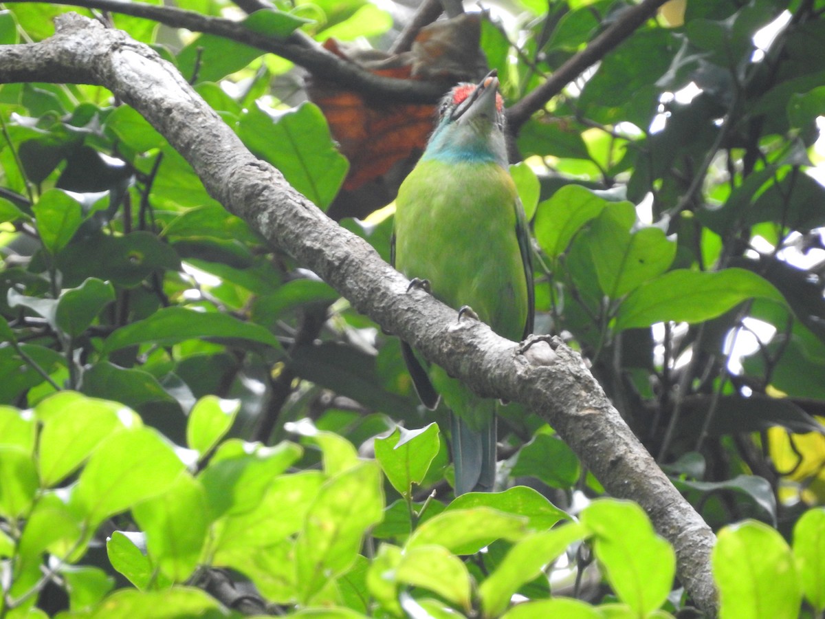 Turquoise-throated Barbet - ML633716428
