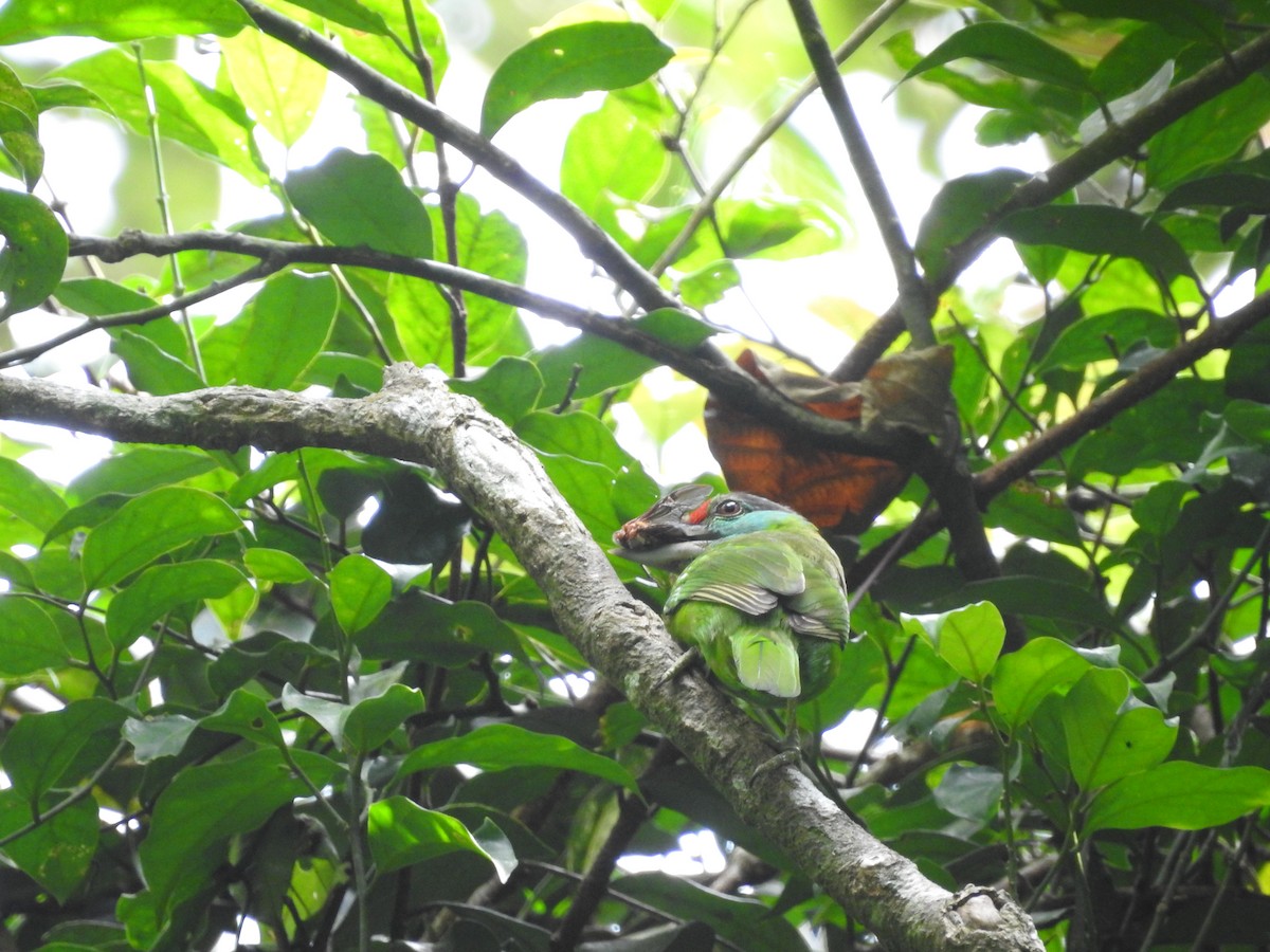 Turquoise-throated Barbet - ML633716429