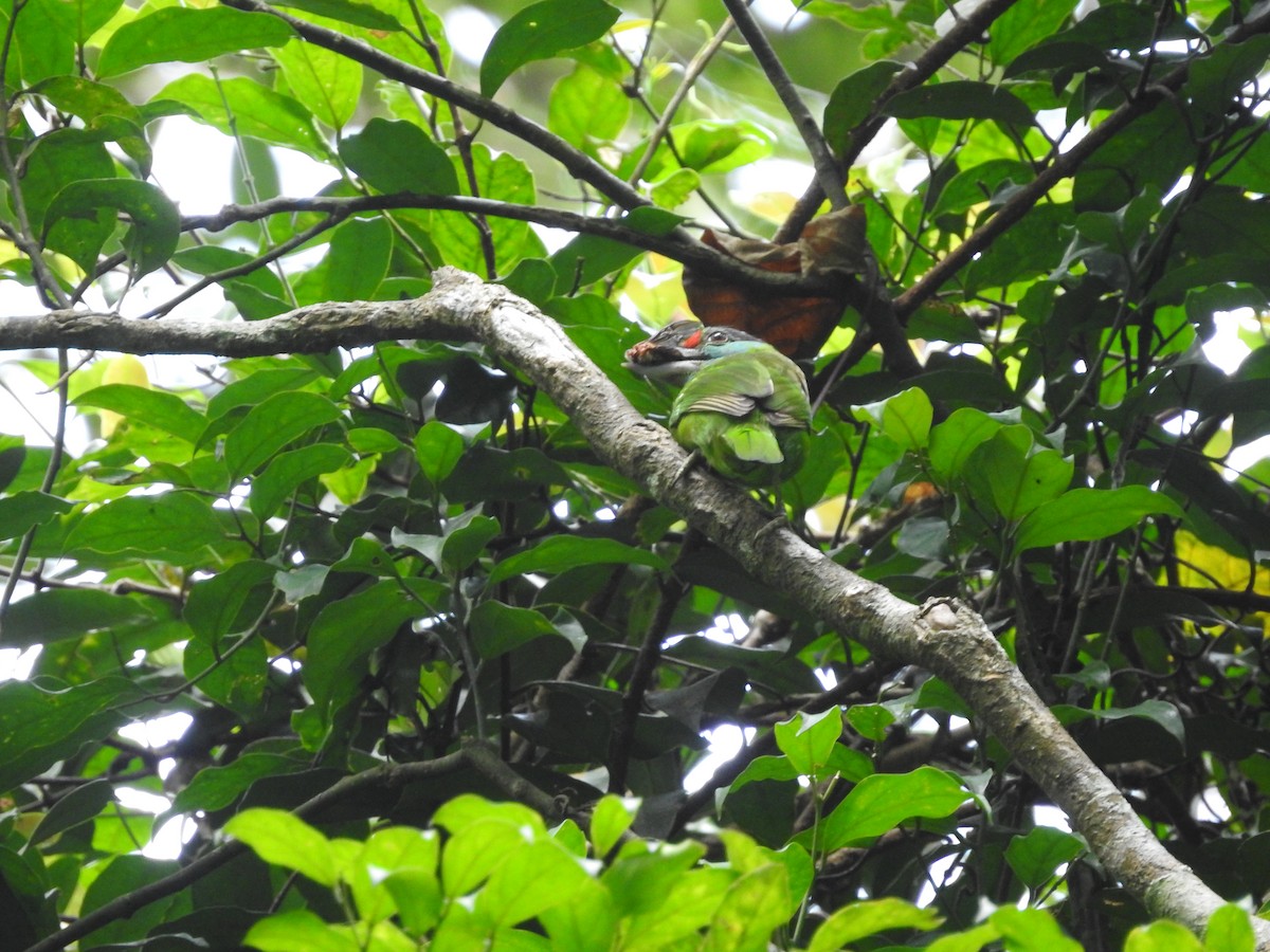 Turquoise-throated Barbet - ML633716430