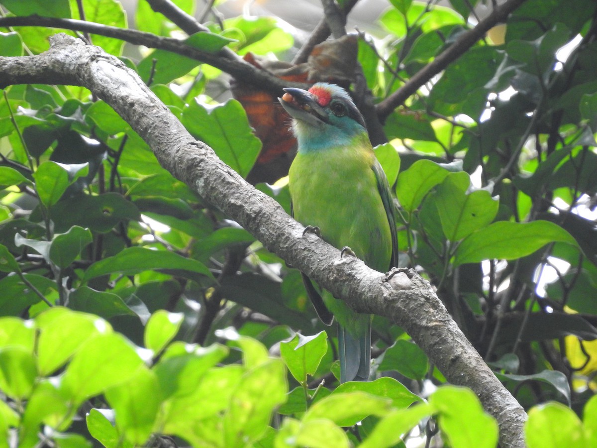 Turquoise-throated Barbet - ML633716431