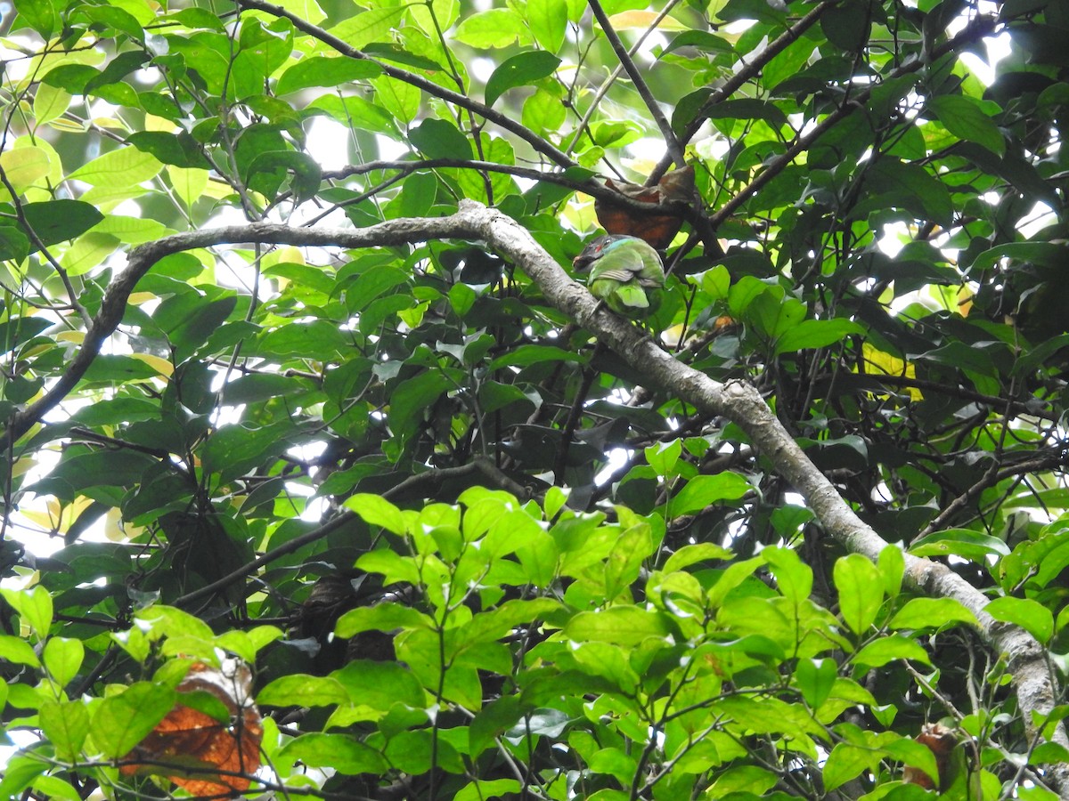 Turquoise-throated Barbet - ML633716432