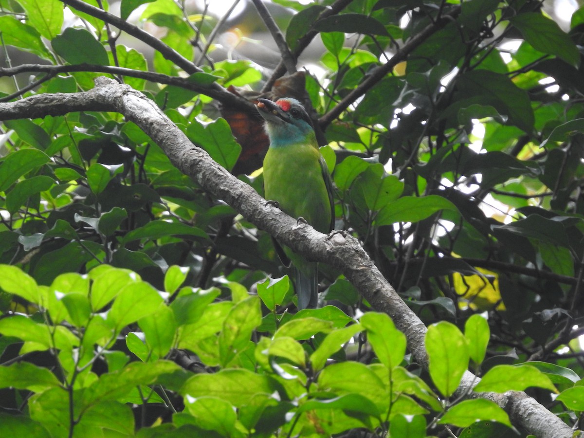 Turquoise-throated Barbet - ML633716433