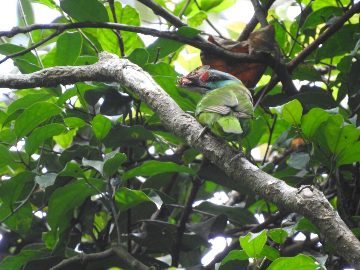Turquoise-throated Barbet - ML633716435