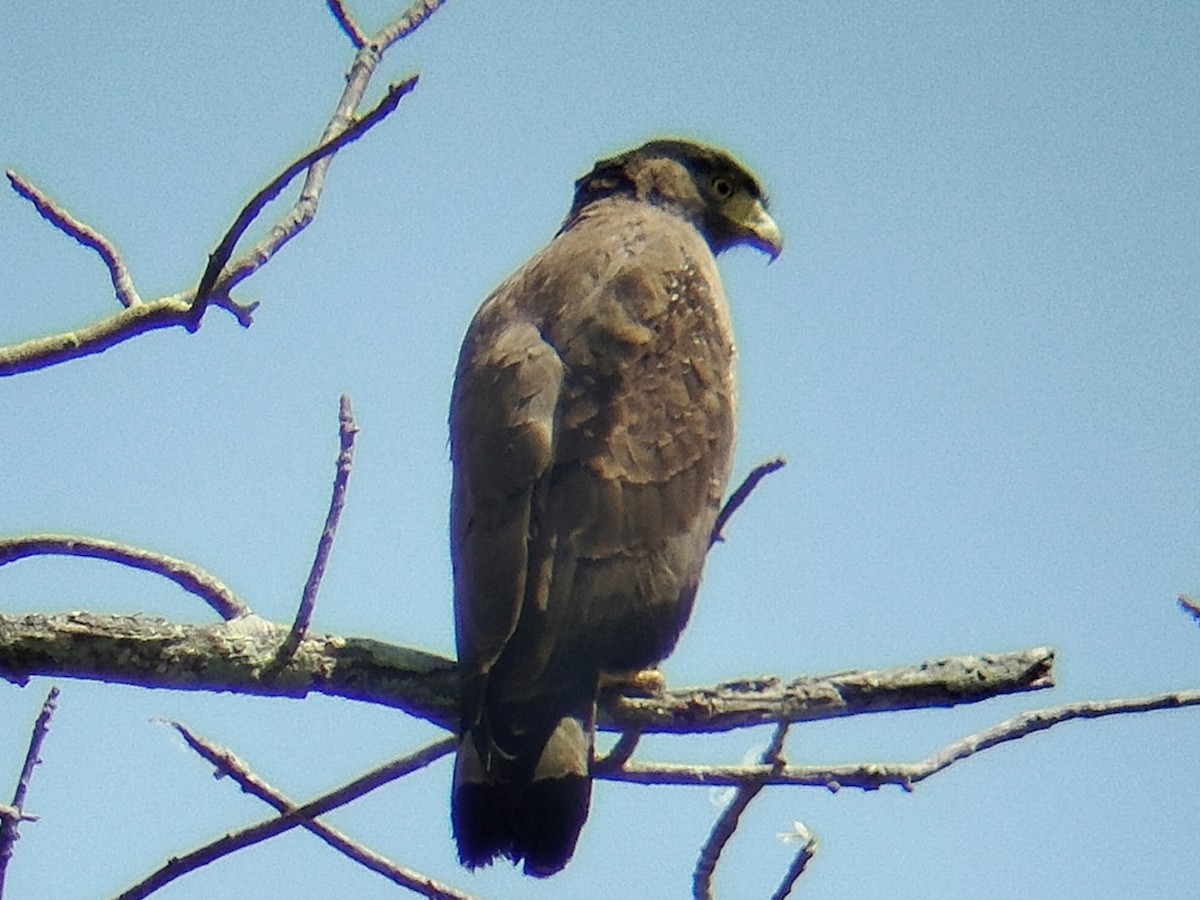 Crested Serpent-Eagle - ML633716440