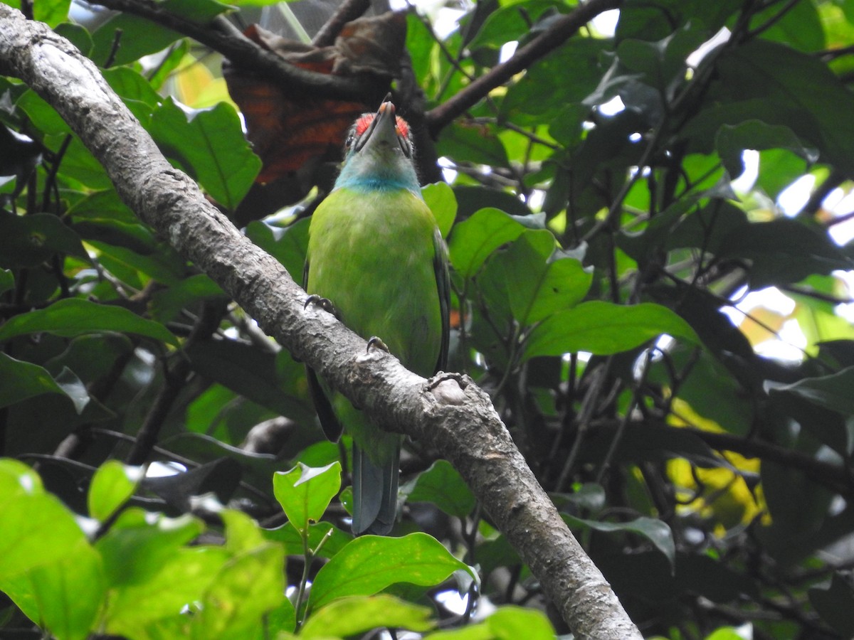 Turquoise-throated Barbet - ML633716441