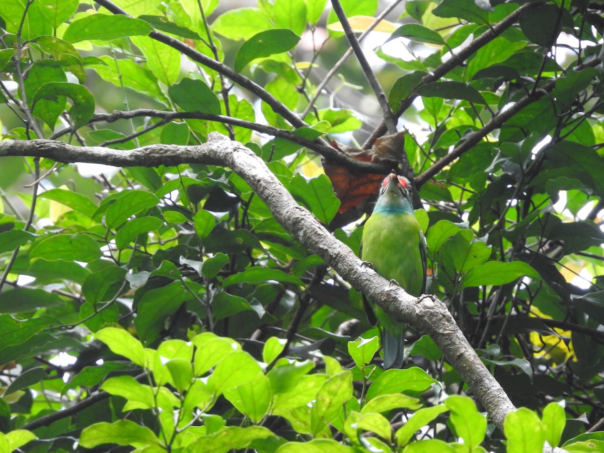 Turquoise-throated Barbet - ML633716442