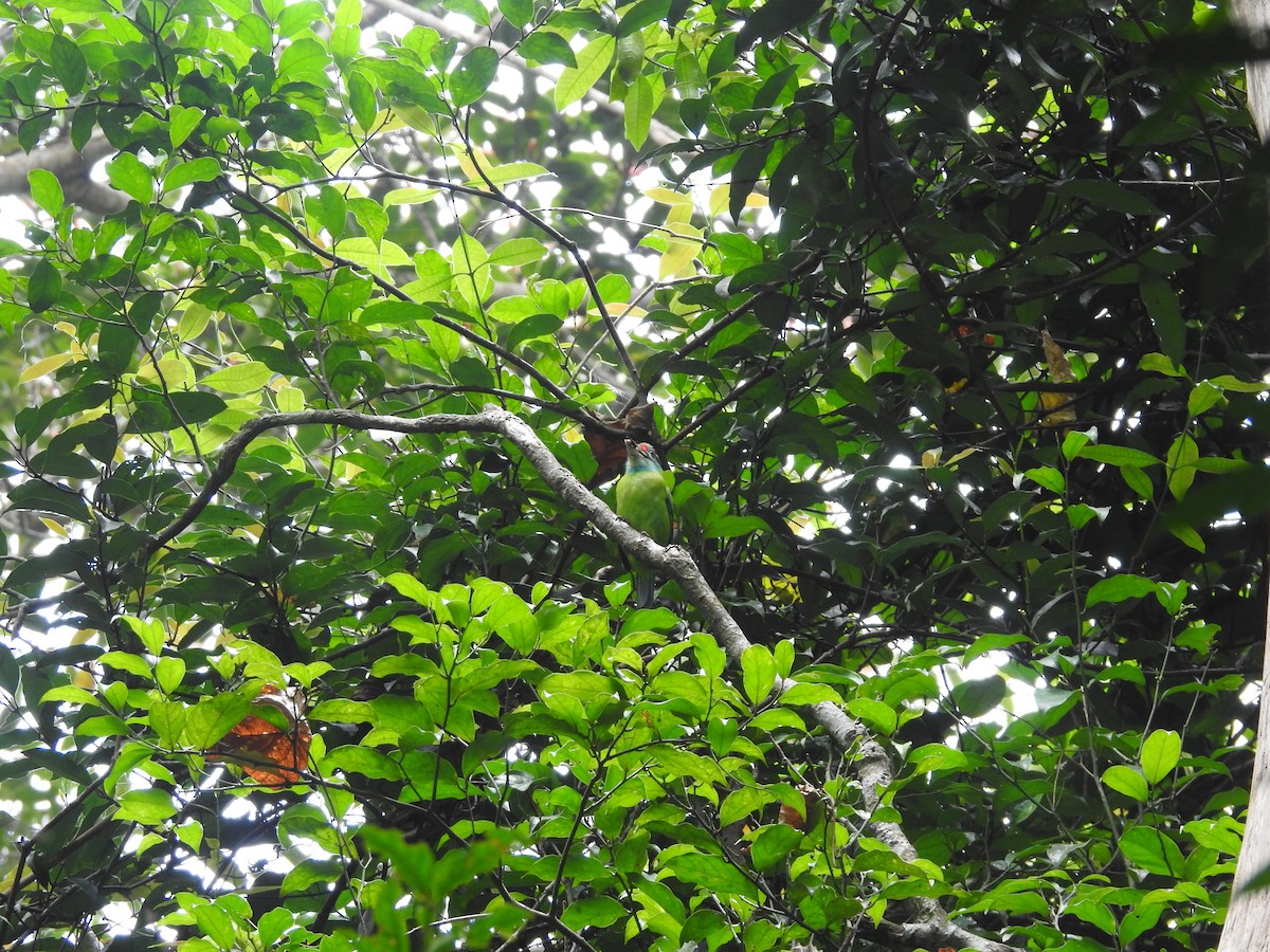 Turquoise-throated Barbet - ML633716444