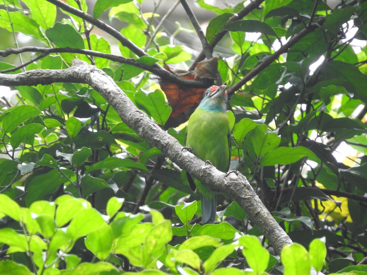 Turquoise-throated Barbet - ML633716445