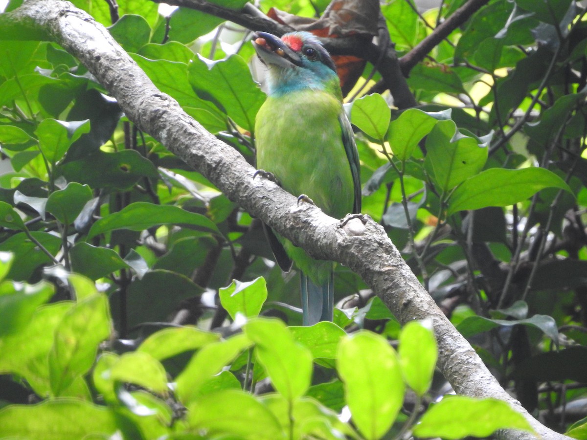 Turquoise-throated Barbet - ML633716446