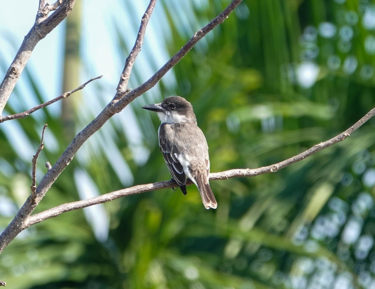 Giant Kingbird - ML633716524