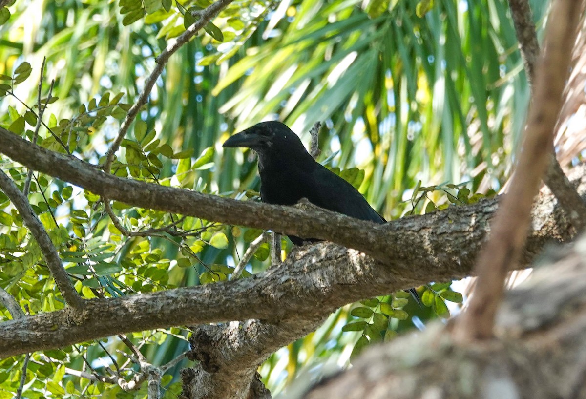 Cuban Crow - ML633716531