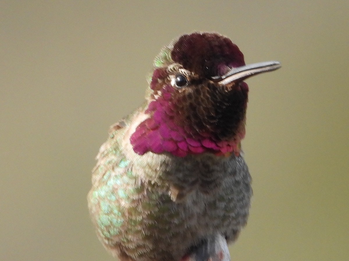 Anna's Hummingbird - ML633716562