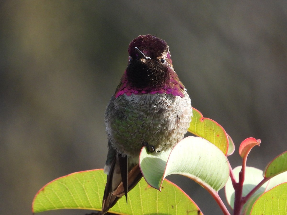Anna's Hummingbird - ML633716570