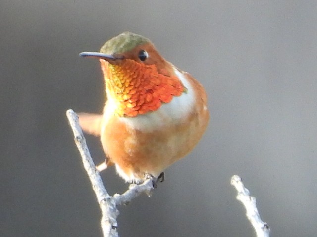 Allen's Hummingbird - ML633716588