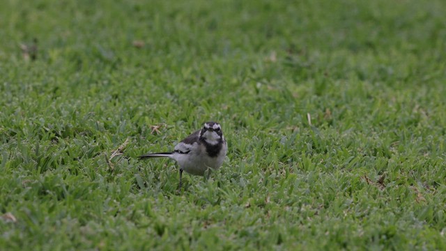 African Pied Wagtail - ML633716652