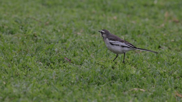 African Pied Wagtail - ML633716701