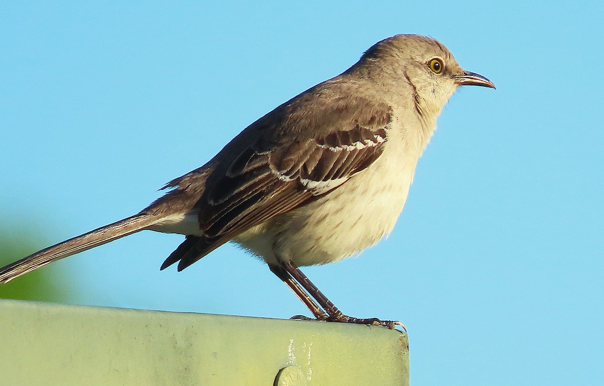 Northern Mockingbird - ML633716806